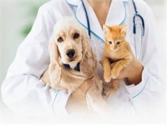 阜新宠物猫救助与专业宠物服务指南