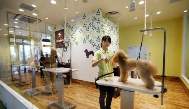 宠物店专业宠物服务 关爱与品质的完美结合