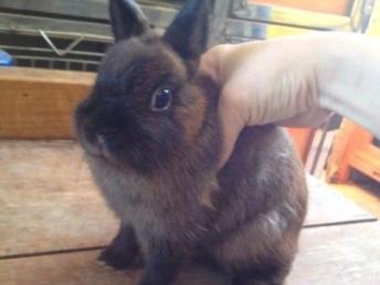 漂亮的进口品种侏儒兔与猫猫兔 潮州宠物服务的优质选择