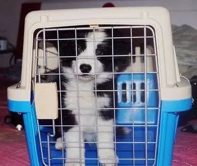 元旦带狗狗旅行指南 如何办理宠物托运及利用互联网数据服务