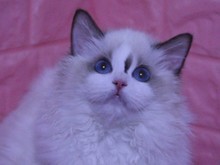 北京布偶猫繁育与互联网数据服务 现代宠物业的双向融合